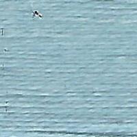 Tilli Thomas Essentials 675 Puddle - Summertide Stitchery - Planet Earth Fibers